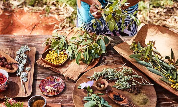 Exploring indigenous cuisine on a Bush Tucker Tour