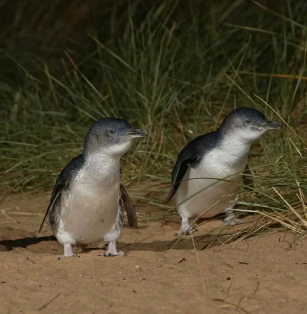 Phillip Island Penguin Parade