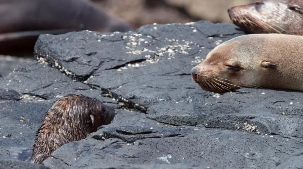 Seal Rocks