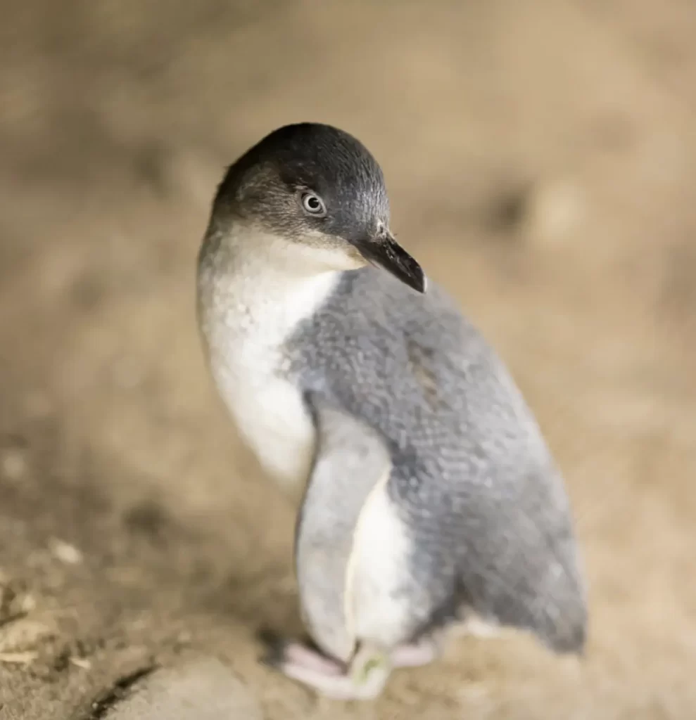 Lock In Penguin Parade Tickets Before You Arrive